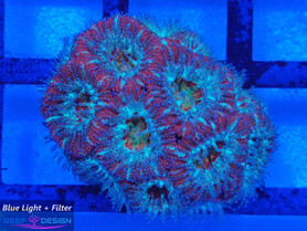 Acanthastrea Lordhowensis Red & Blue