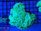 Caulastrea Green Fluo (1)