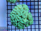 Caulastrea Green Fluo (2)