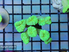 Caulastrea Toxic Green (2)