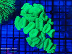 Caulastrea Toxic Green (1)